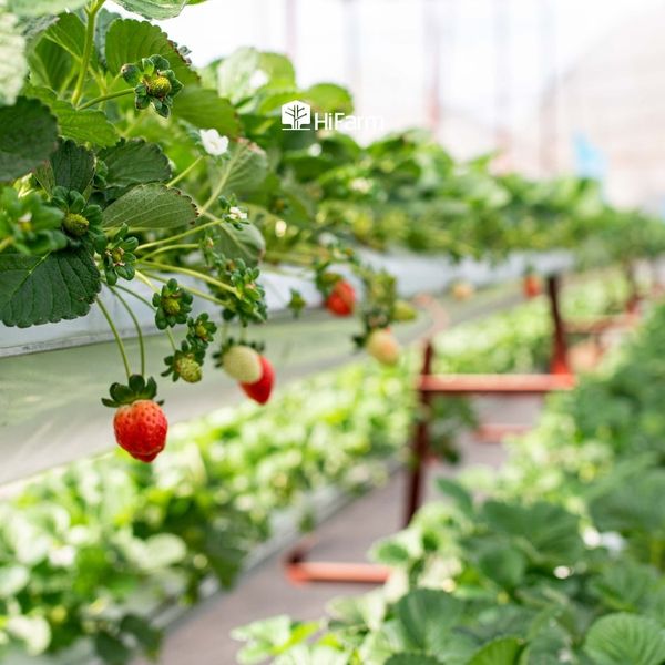 Xây dựng mô hình canh tác khép kín tự nhiên