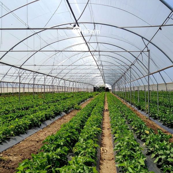 Sử dụng nhà màng, nhà lưới để bảo vệ cây trồng