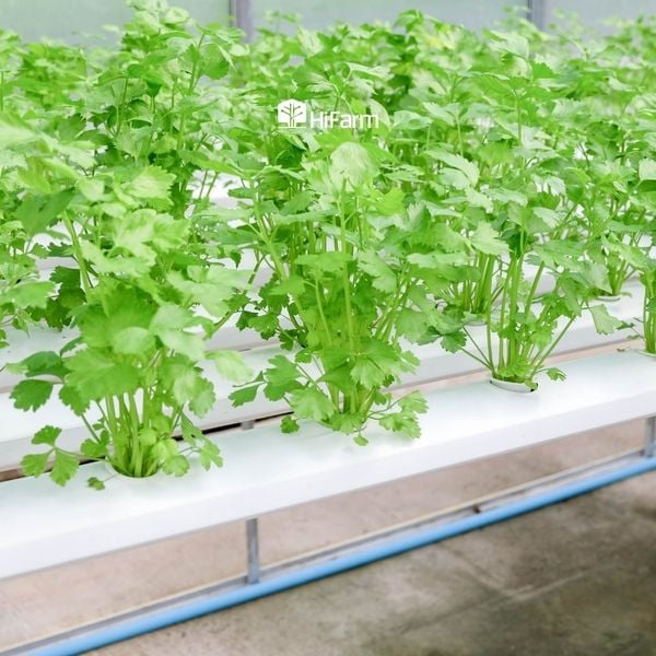 Nông nghiệp sạch là gì