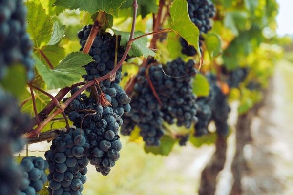 Những yếu tố tạo nên sự khác biệt của rượu vang