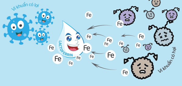 Cơ chế bảo vệ của kháng thể trong sữa mẹ
