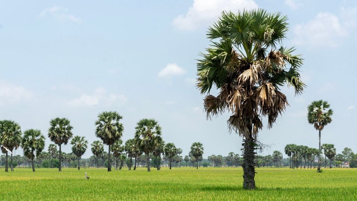 MEKONG DELTA CYCLING JOURNEY THROUGH TRA VINH AND CHAU DOC