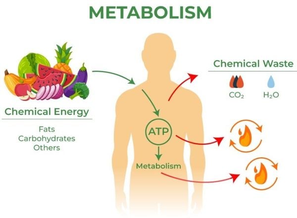 Metabolism là các phản ứng hóa học chuyển hóa thức ăn thành năng lượng cơ thể