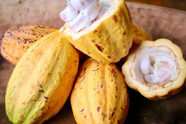 qua-bieu-doanh-nghiep-socola