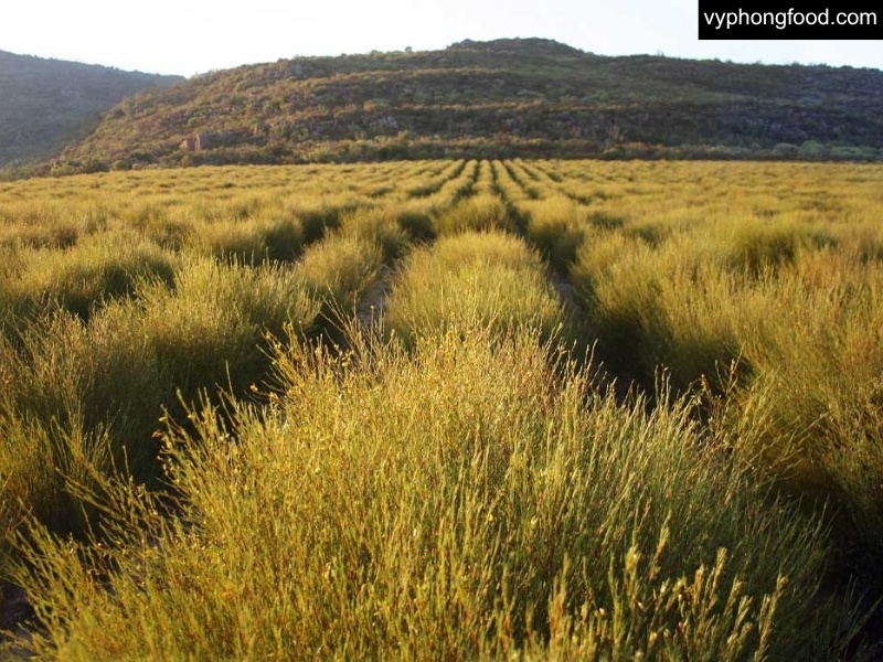 South African rooibos tea in a cup, highlighting 9 health benefits: caffeine-free sleep support, antioxidants (aspalathin), digestion comfort, blood sugar control, bone health, and weight management.