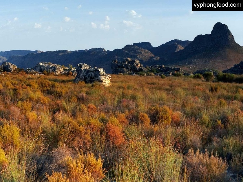 Ly hồng trà rooibos (Red Bush) Nam Phi cùng lá trà khô từ dãy núi Cederberg, minh họa loại trà thảo mộc không caffeine, ít tanin - nguồn gốc, cách làm và hương vị.