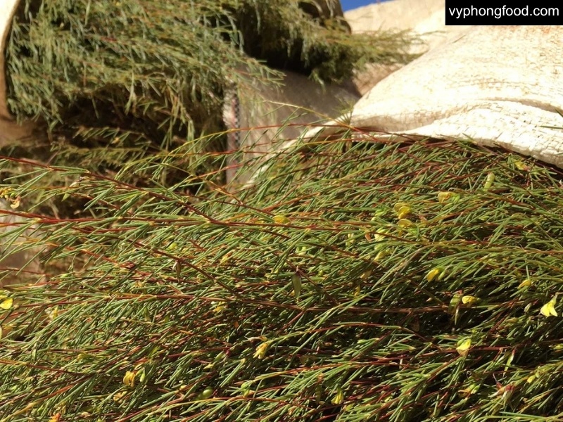 Ly hồng trà rooibos (Red Bush) Nam Phi cùng lá trà khô từ dãy núi Cederberg, minh họa loại trà thảo mộc không caffeine, ít tanin - nguồn gốc, cách làm và hương vị.