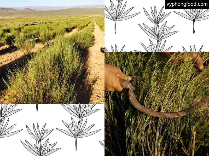 Image for article on South African Rooibos Tea covering harvest timing in Cederberg, traditional oxidation vs green rooibos, and simple teabag brewing tips.