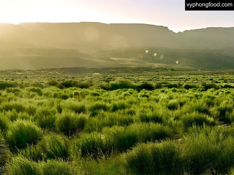 Cup of South African rooibos tea showing a smooth, naturally sweet, slightly nutty and malty flavor with warm woody aroma; low tannin, caffeine-free, and ideal for hot or iced brewing.