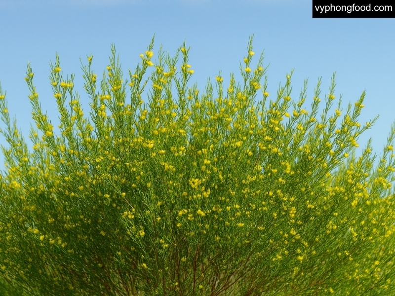 Cup of South African rooibos tea beside a scene from Enshrouded’s Nomad Highlands—caffeine-free herbal drink for wellness and better sleep; African Dawn teabags.
