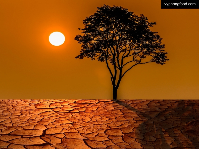 vyphongfood.com Hạn hán và những ảnh hưởng đến ngành sản xuất trà Rooibos Nam Phi Drought and Its Impacts on the South African Rooibos Tea Industry