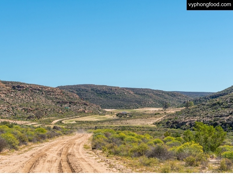 South African Rooibos tea tourism experience with farm tours, tea tasting, cultural heritage, and sustainable farming connecting nature and wellness.