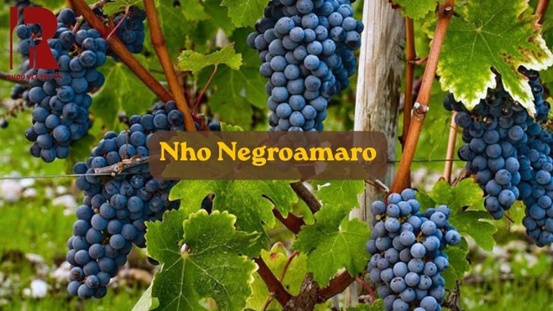 Giống nho Negroamaro