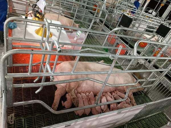 Hình ảnh bài viết