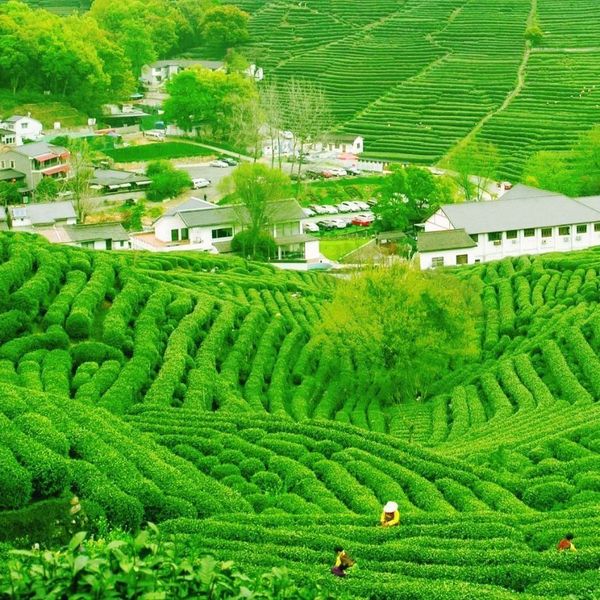 Hình ảnh bài viết