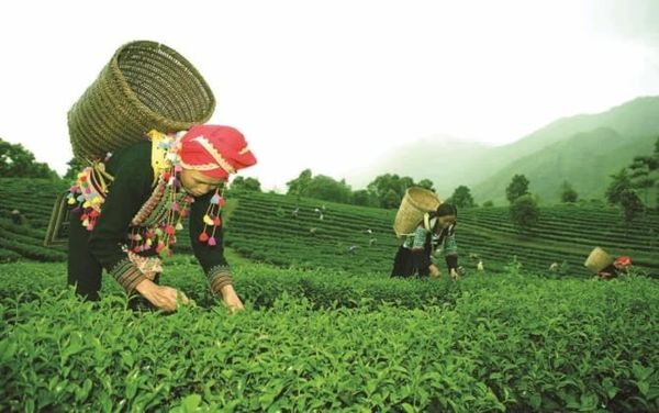 Hình ảnh bài viết