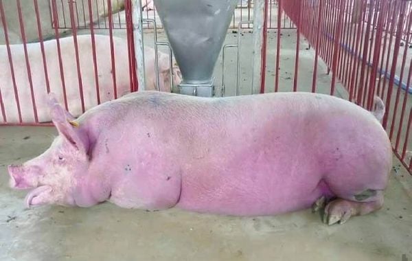 Hình ảnh heo bị mắc bệnh tai xanh (PRRS) với dấu hiệu xuất huyết, da và tai chuyển sang màu tím tái, bầm xanh do rối loạn tuần hoàn máu.