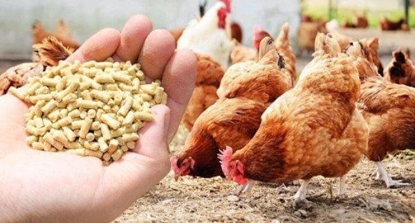 Bảo quản thức ăn chăn nuôi nơi khô ráo để tránh ẩm mốc khi chăn nuôi mùa mưa