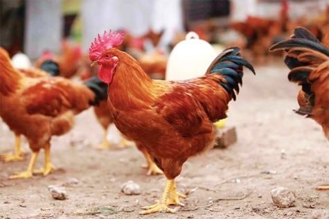 Quy trình chăm sóc gà bị rụng lông chuyên nghiệp