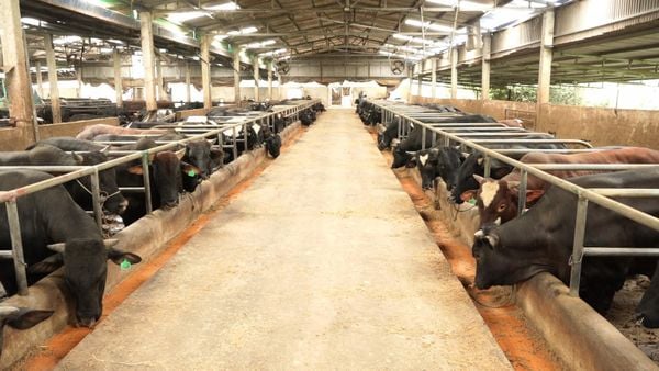 Cách thiết kế và giữ chuồng trại khô ráo khi chăn nuôi mùa mưa