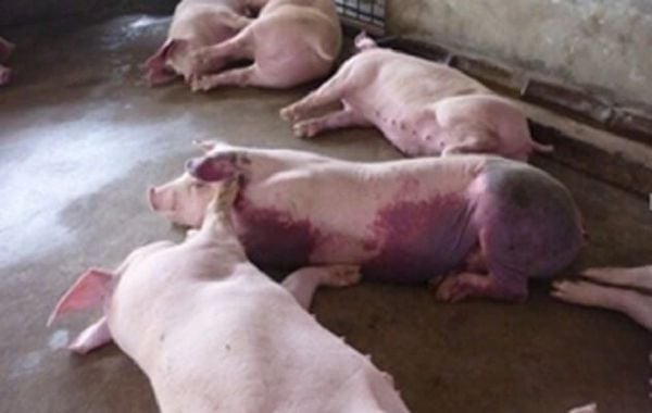 Con đường lây lan của virus gây bệnh tai xanh trên heo qua tiếp xúc trực tiếp, dụng cụ chăn nuôi và các yếu tố môi trường chuồng trại kém vệ sinh.