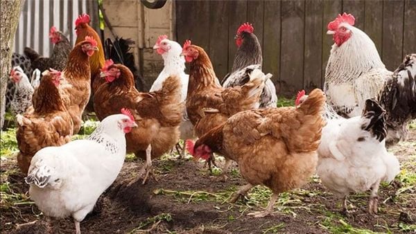 Che chắn chuồng trại và giữ ấm cho vật nuôi nhỏ để tránh nhiễm lạnh khi chăn nuôi mùa mưa.
