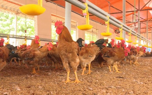 Thay chất độn chuồng khô ráo cho vật nuôi khi chăn nuôi mùa mưa