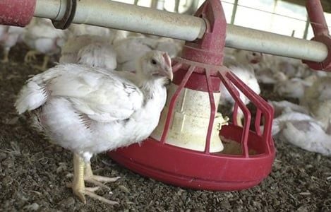 Cách giúp gà ra lông nhanh và bóng mượt hiệu quả
