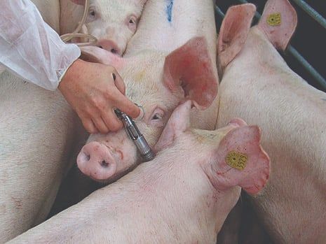 Lịch tiêm vaccine và tẩy giun định kỳ khi chăm nái bầu giúp truyền kháng thể tối đa cho đàn heo con.