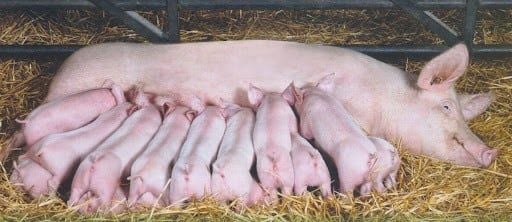 Kỹ thuật chăm nái bầu chuẩn giúp đàn heo con sinh ra khỏe mạnh và bú sữa mẹ đầy đủ sau khi sinh.