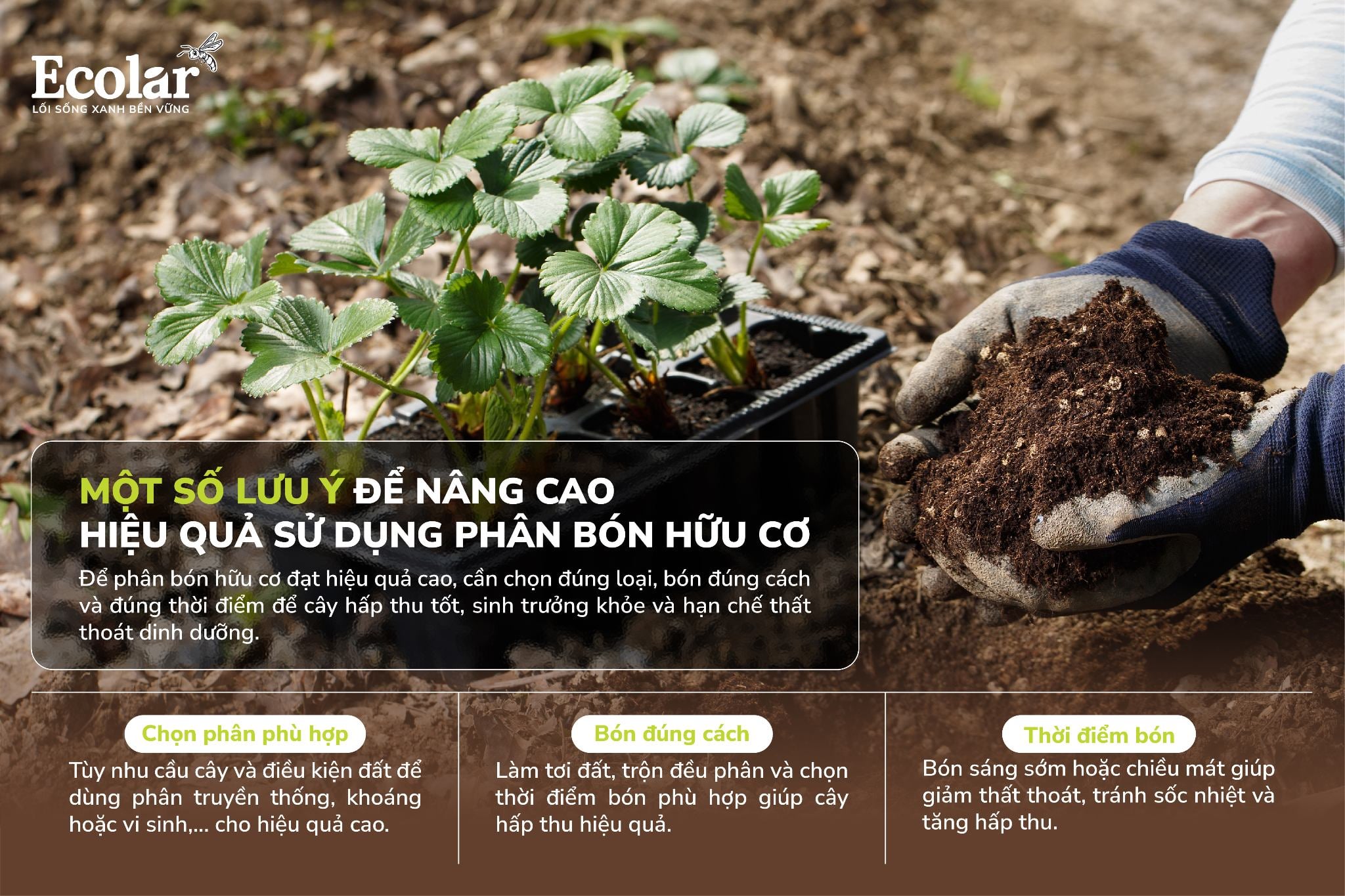 Một số lưu ý để nâng cao hiệu quả sử dụng phân bón hữu cơ