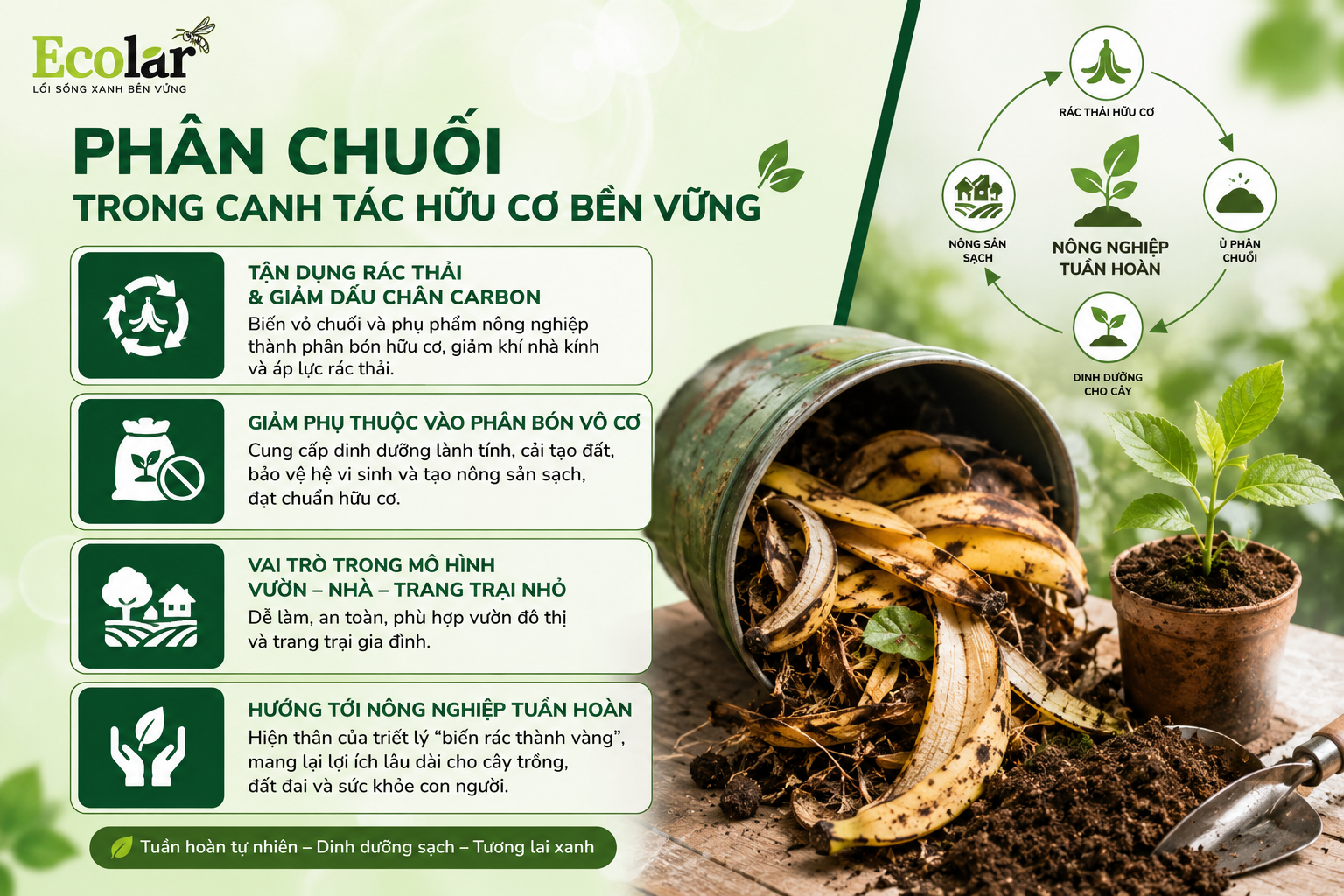Phân chuối trong canh tác hữu cơ bền vững