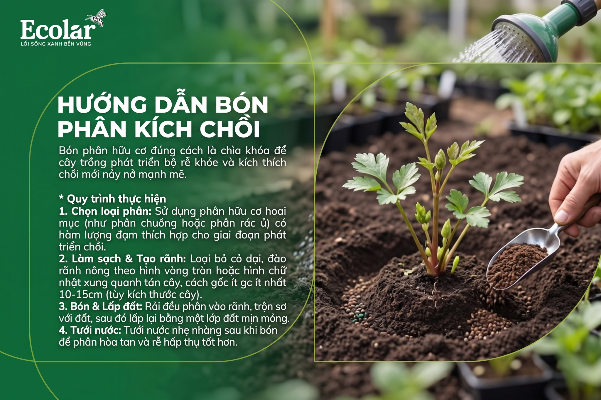 Hướng Dẫn Bón Phân Hữu Cơ Đúng Cách Để Kích Chồi Hiệu Quả Nhất