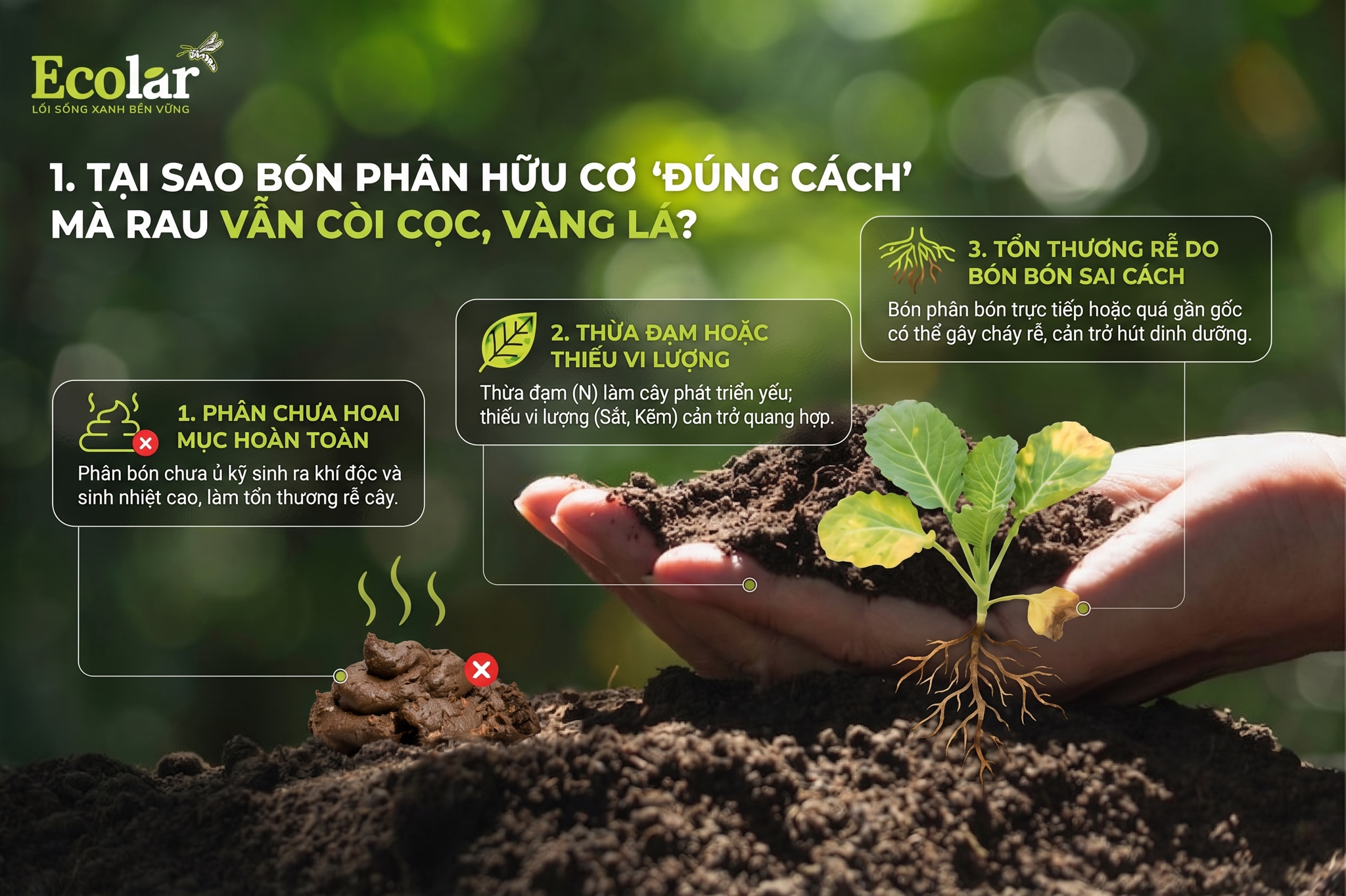 Tại Sao Bón Phân Hữu Cơ 'Đúng Cách' Mà Rau Vẫn Còi Cọc, Vàng Lá?