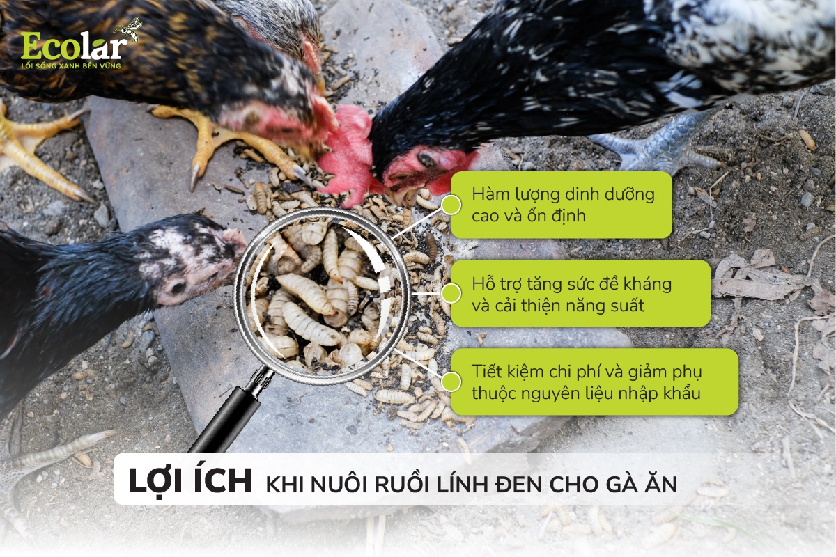 Lợi ích khi nuôi ruồi lính đen cho gà ăn