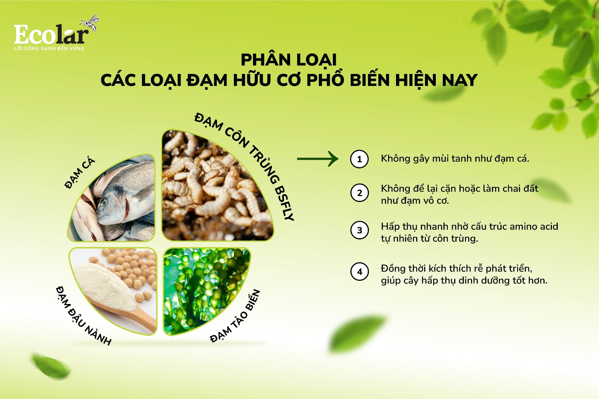 Phân loại các đạm hữu cơ
