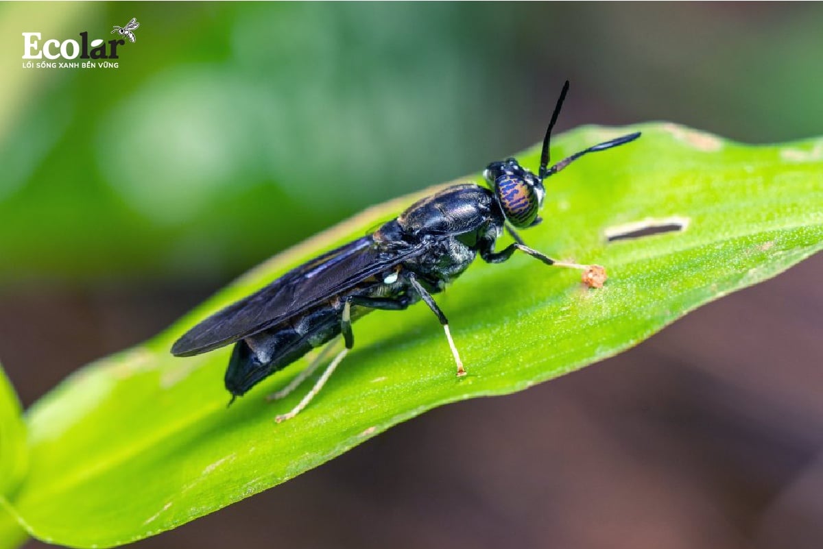 BSFly – Mô hình xanh sẵn sàng được nhân rộng