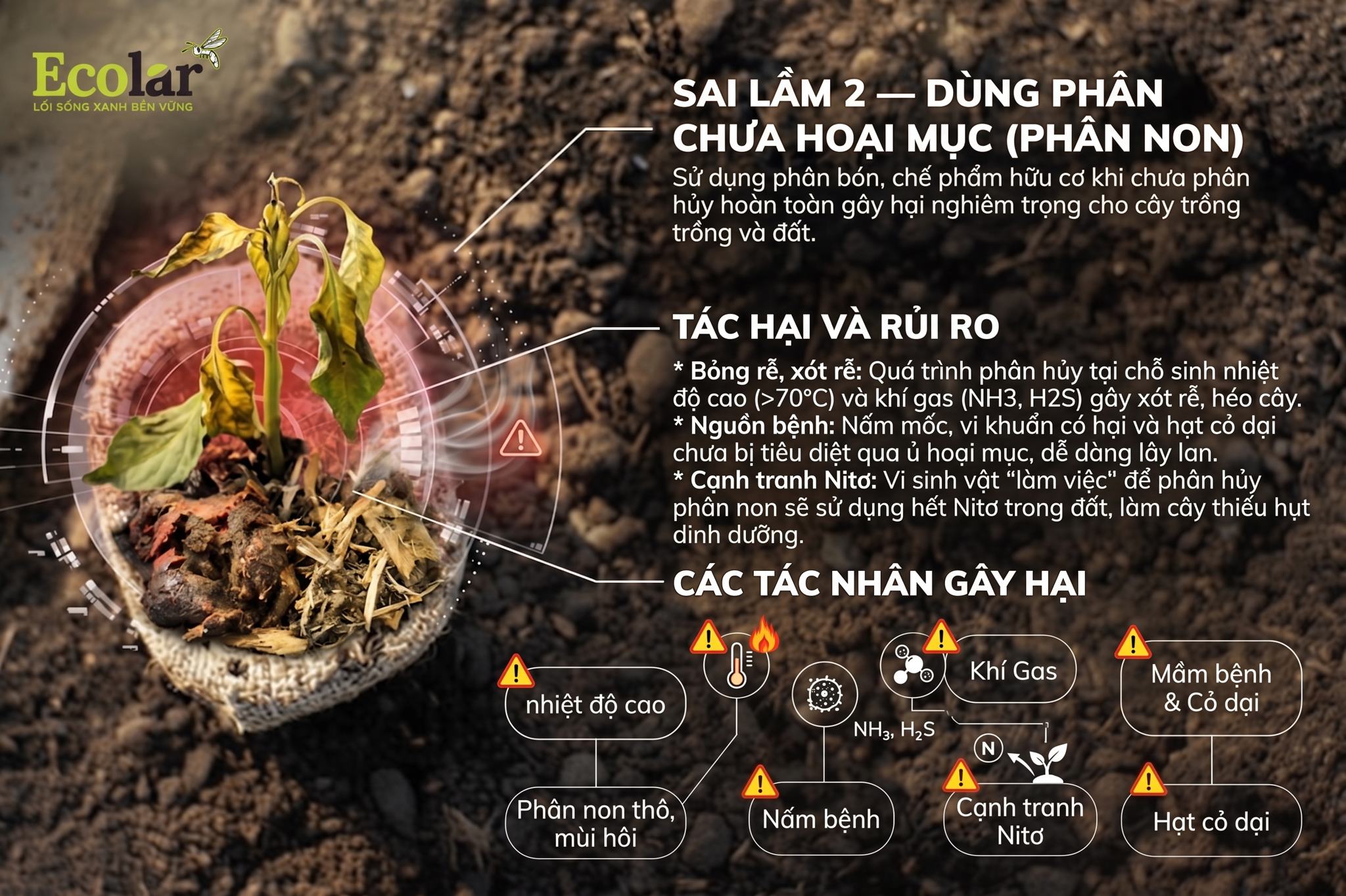 Sai lầm 2 — Dùng phân/chế phẩm chưa hoại mục (phân non)