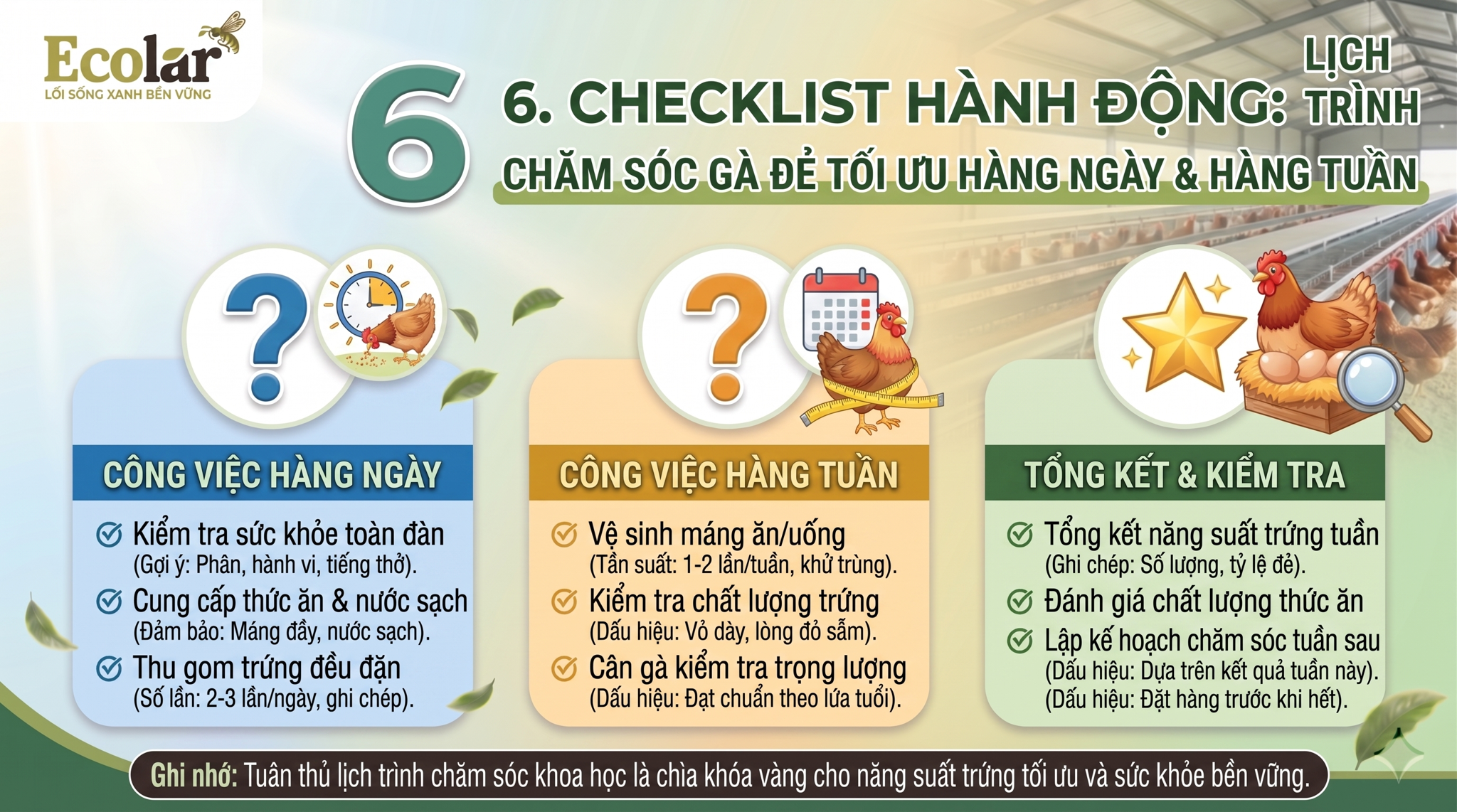 Lịch Trình Chăm Sóc Gà Đẻ Tối Ưu Hàng Ngày & Hàng Tuần