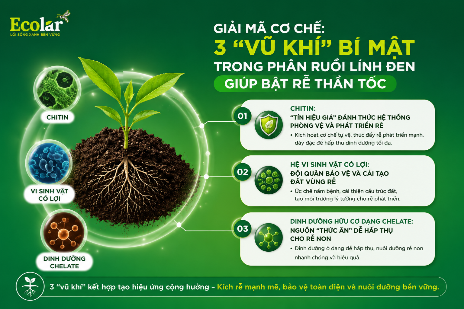 Giải Mã Cơ Chế: 3 'Vũ Khí' Bí Mật Trong Phân Ruồi Lính Đen Giúp Bật Rễ