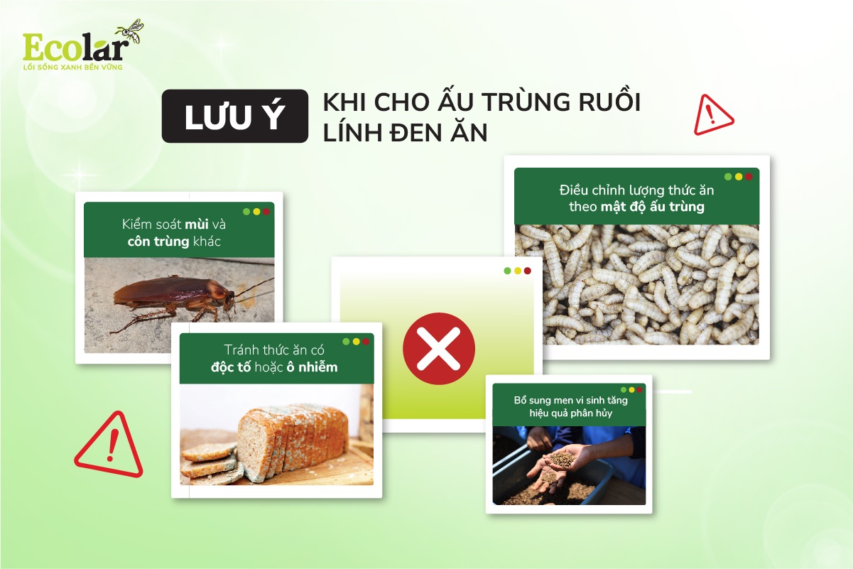 Lưu ý khi cho ấu trùng ruồi lính đen ăn
