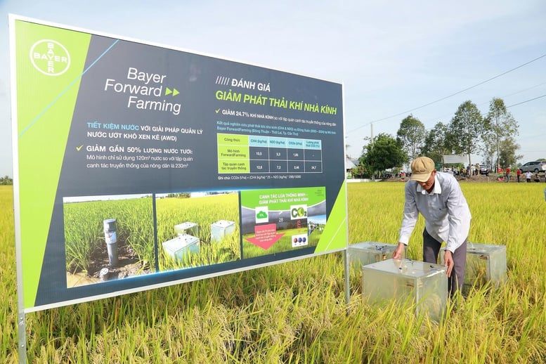 Canh tác lúa bền vững hướng đến tương lai