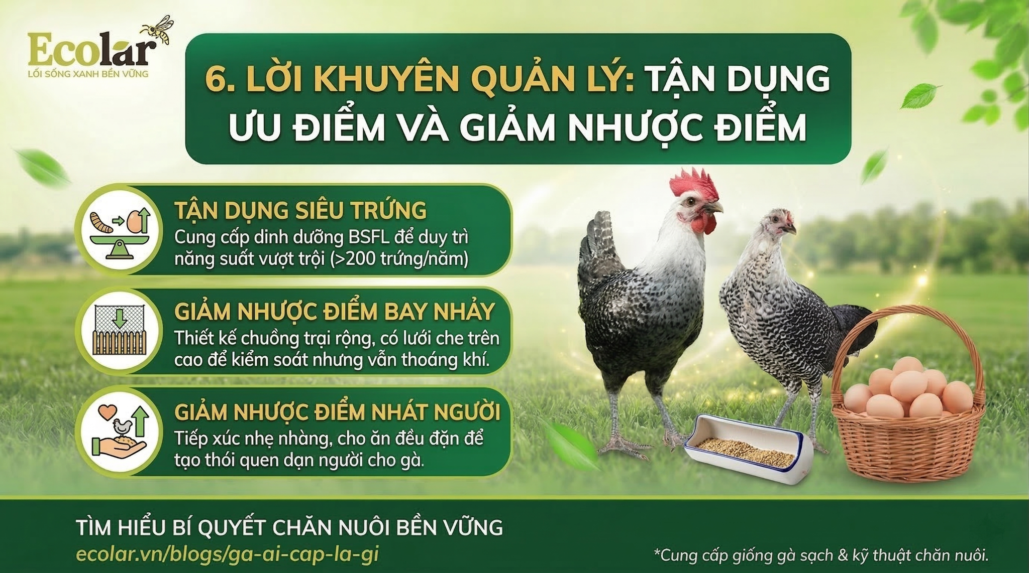 Tận dụng ưu điểm và giảm nhược điểm khi nuôi Gà Ai Cập