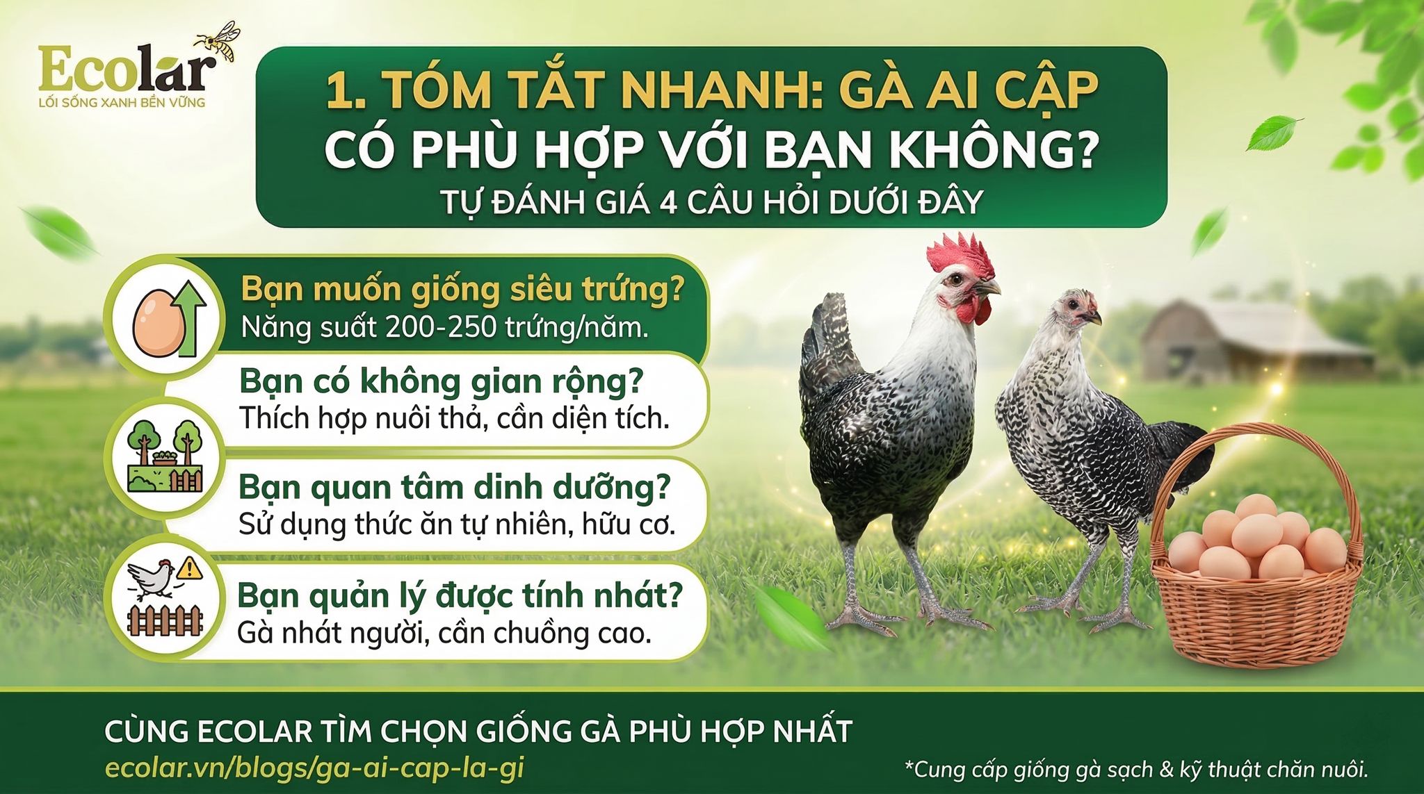 Gà Ai Cập có phù hợp với bạn không?