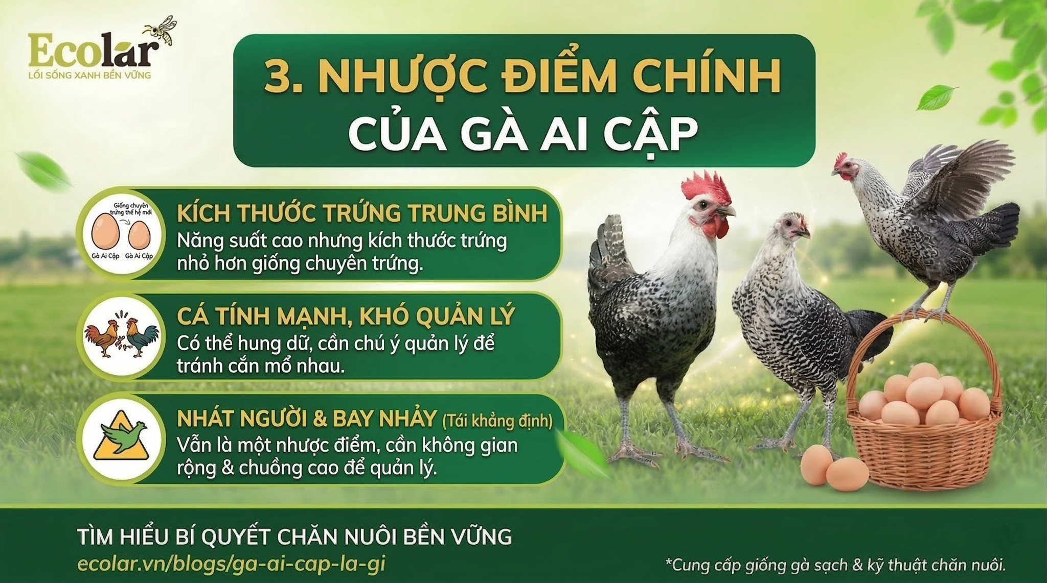 Nhược điểm chính của Gà Ai Cập
