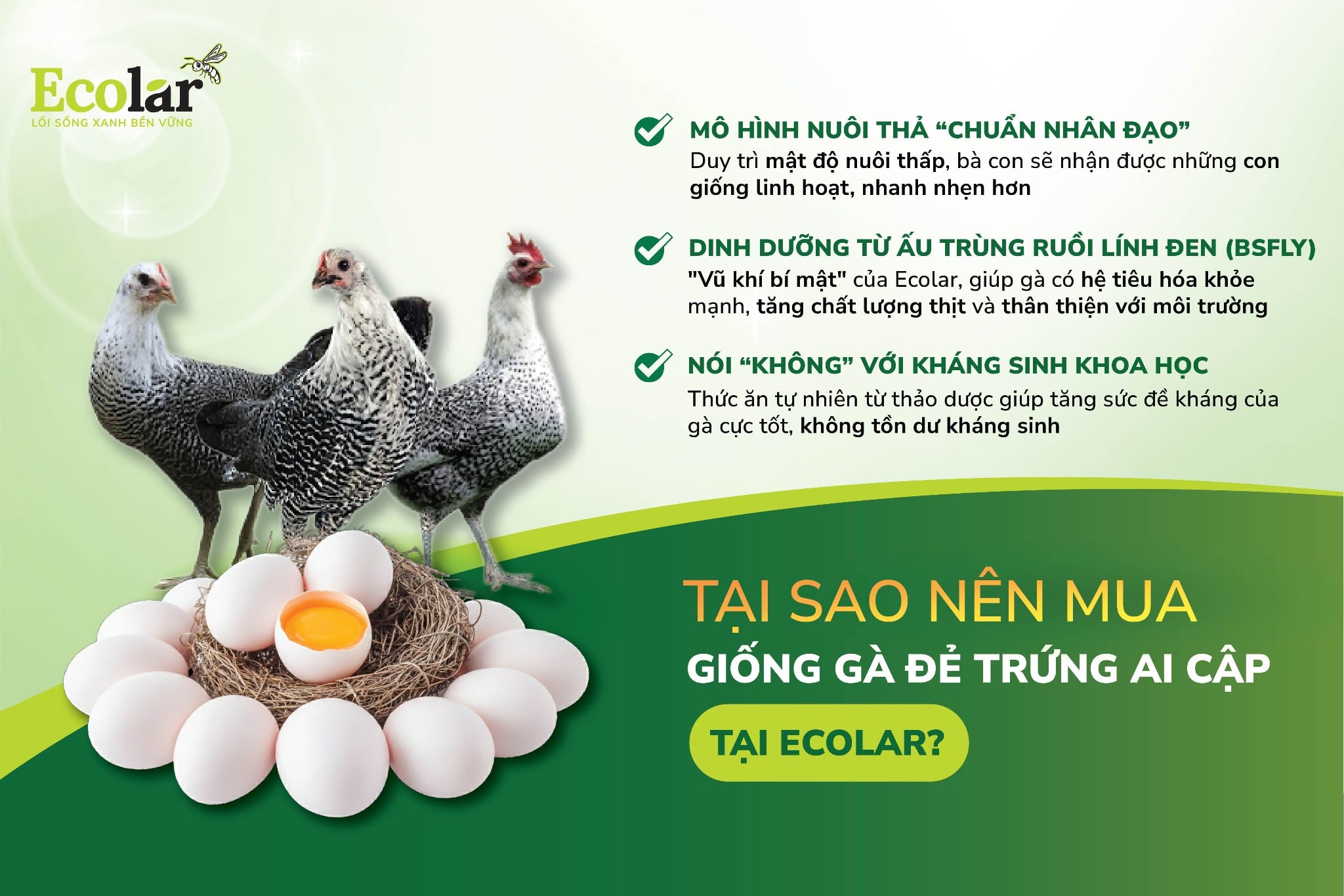 gà ai cập ecolar