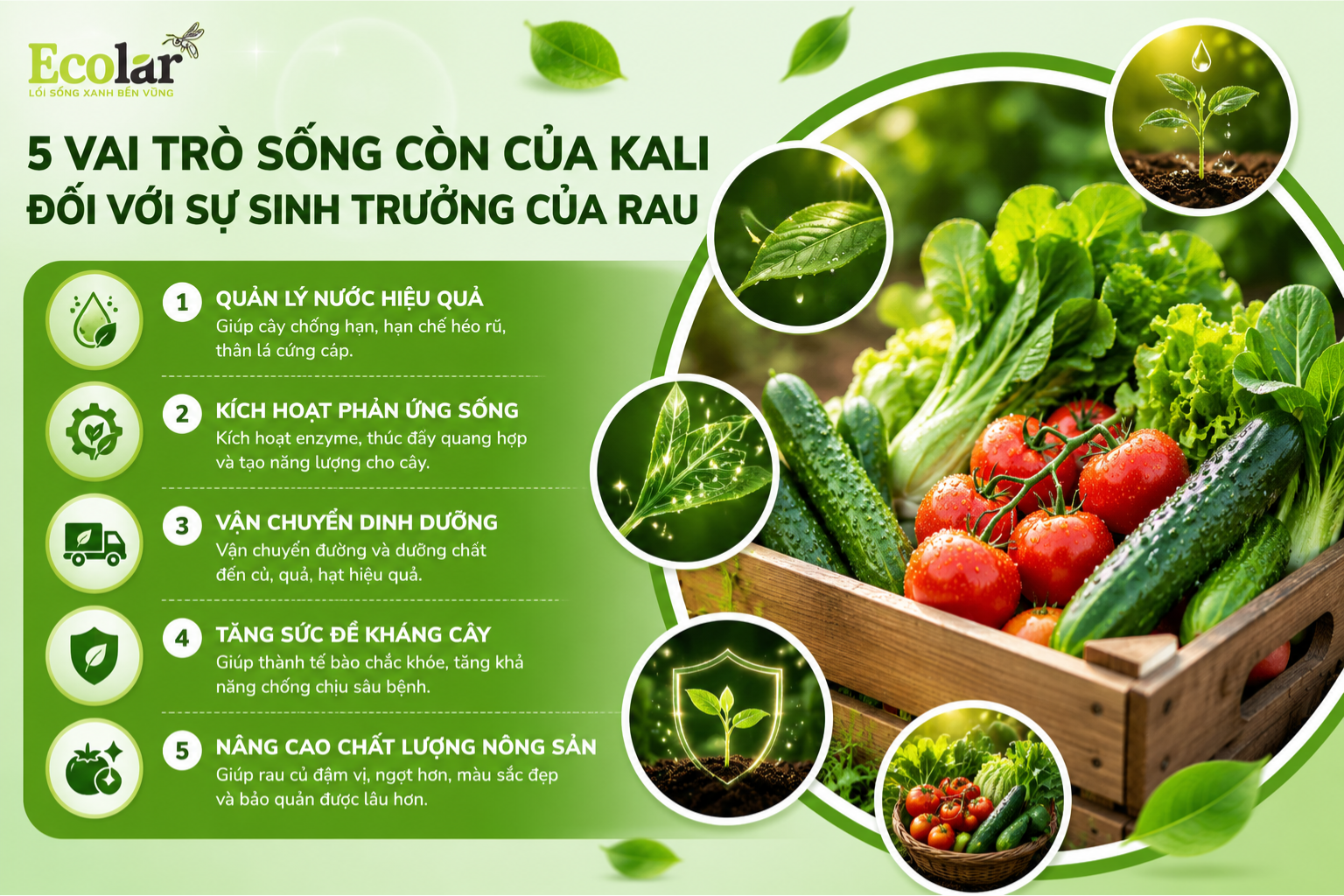 5 Vai Trò Sống Còn Của Kali Đối Với Sự Sinh Trưởng Của Rau