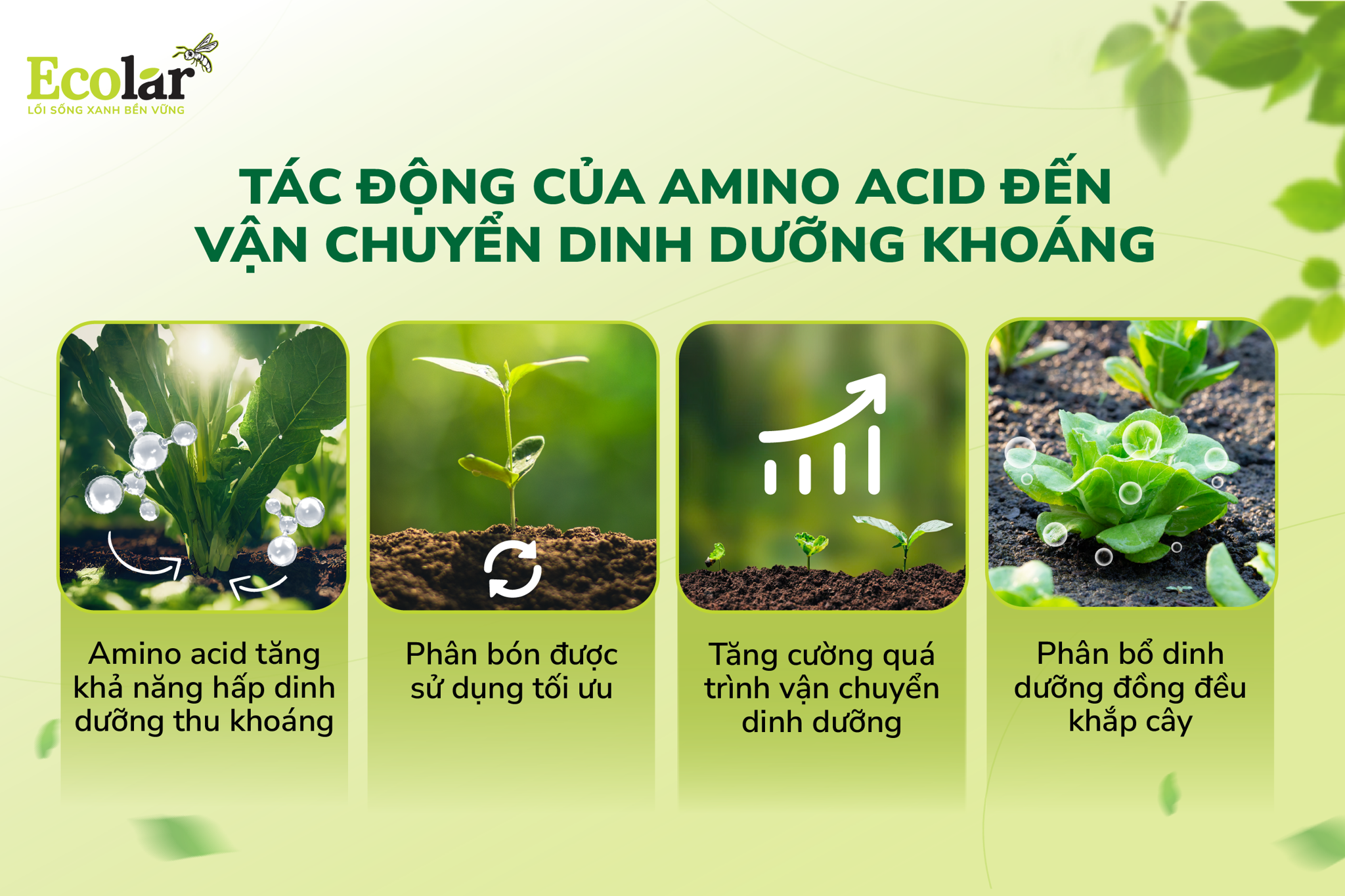 amino acid dinh dưỡng khoáng