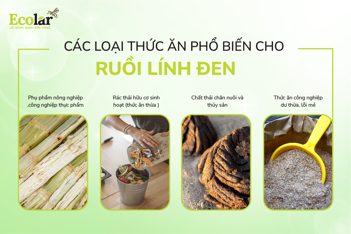 Các loại thức ăn phổ biến cho ấu trùng ruồi lính đen