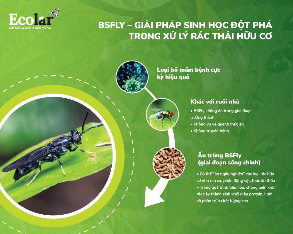 BSFLY-giai-phap-sinh-hoc-dot-pha-trong-xu-ly-rac-thai-huu-co